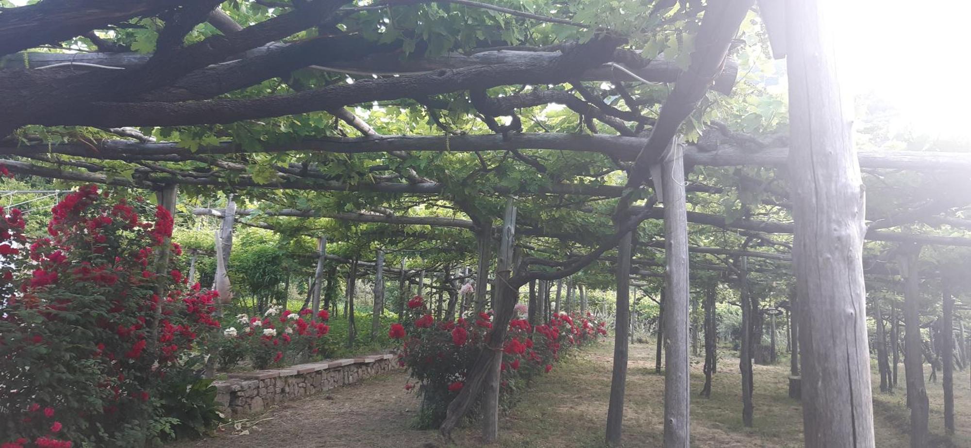 Agriturismo Mare E Monti Tramonti Exterior foto